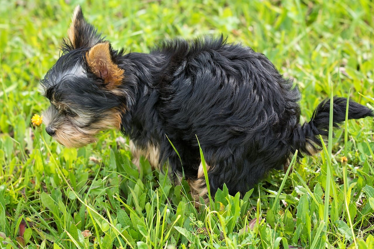 7 Effective Ways To Get Rid Of Dog Poop Smell From Neighbors Yard How Solver